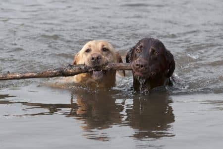 Yellow and Chocolate Labrador Retrievers swimming with stick