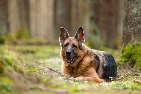 German Shepherd dog lies on clearing in spruce forest