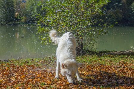 A big white dog is searching for something in the pile of leaves. It's fall and the leaves are falling from trees.