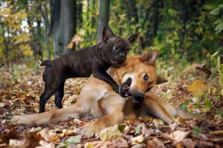 Dogs playing in the autumn forest. The little French bulldog and the large Akita inu.